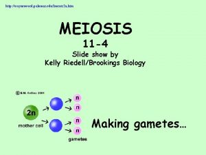 http waynesword palomar edulmexer 2 a htm MEIOSIS