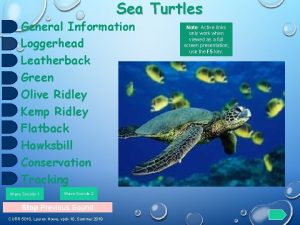 Sea Turtles General Information Loggerhead Leatherback Green Olive