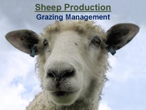 Sheep Production Grazing Management Grazing Systems Look at