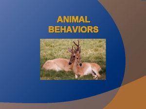 ANIMAL BEHAVIORS Behaviors Definition An action or series