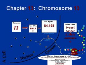 Chapter 13 Chromosome 13 DNA Sequence Chromosome 13