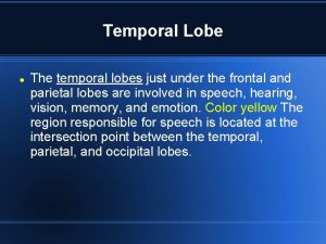 Temporal Lobe The temporal lobes just under the