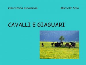 laboratorio evoluzione Marcello Sala CAVALLI E GIAGUARI Una