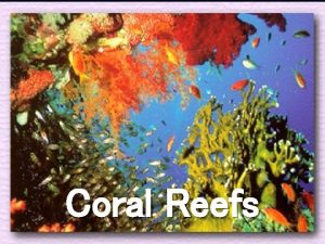 Coral Reefs Coral reefs are warm clear shallow