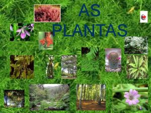 AS PLANTAS Imos internarnos no mundo das plantas