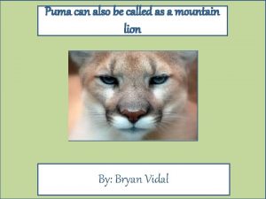 Puma can also be called as a mountain