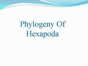 Phylogeny Of Hexapoda The subphylum Hexapoda from the