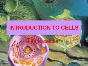 INTRODUCTION TO CELLS Life is cellular Robert Hooke