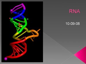 RNA 10 09 08 RNA The double helix