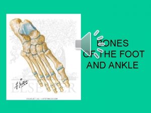 BONES OF THE FOOT AND ANKLE 14 Phalanges