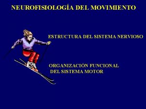 NEUROFISIOLOGA DEL MOVIMIENTO ESTRUCTURA DEL SISTEMA NERVIOSO ORGANIZACIN