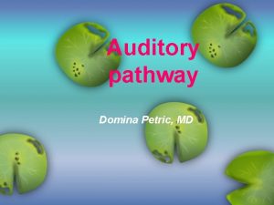 Auditory pathway Domina Petric MD Introduction Auditory messages