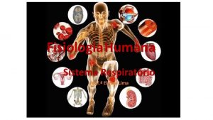 Fisiologia Humana Sistema Respiratrio Prof Elaine Lima Estruturas