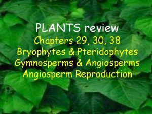 PLANTS review Chapters 29 30 38 Bryophytes Pteridophytes