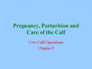 Pregnancy Parturition and Care of the Calf CowCalf