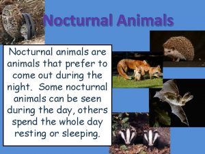 Nocturnal Animals Nocturnal animals are animals that prefer