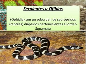 Serpientes u Ofibios Ophidia son un suborden de