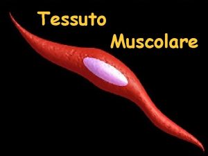 Tessuto Muscolare Tipi di Muscolo Scheletrico Striato La