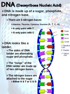 DNA Deoxyribose Nucleic Acid DNA is made up