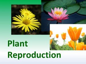 Plant Reproduction Asexual Reproduction in Plants Involves only