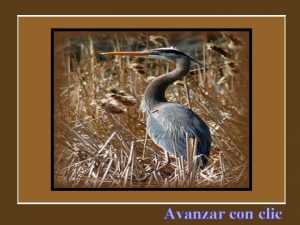 Avanzar con clic Las aves portadoras de mensajes