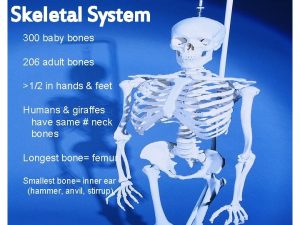 Skeletal System 300 baby bones 206 adult bones