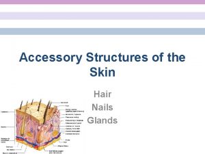 Accessory Structures of the Skin Hair Nails Glands