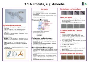 3 1 6 Protista e g Amoeba Endoplasm