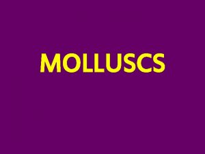 MOLLUSCS 1 Molluscs belong to the phylum Mollusca