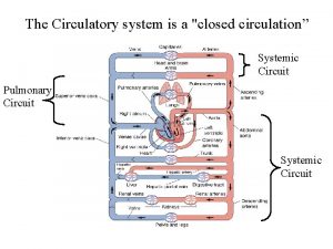 The Circulatory system is a closed circulation Systemic