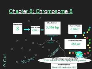 Chapter 8 Chromosome 8 DNA Sequence Chromosome 8