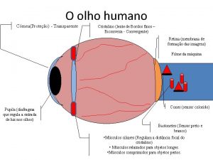 O olho humano CrneaProteo Transparente Cristalino lente de