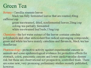 Green Tea Botany Camillia sinensis leaves black teafully