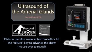 Ultrasound of the Adrenal Glands Wendy Blount DVM