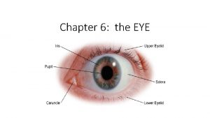 Chapter 6 the EYE The Eye The eye