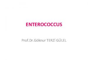 ENTEROCOCCUS Prof Dr Gknur TERZ GLEL GR Molekler