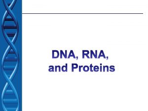 DNA and Protein Synthesis DNA contains the genetic