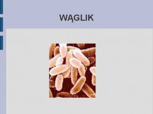 WGLIK ETIOLOGIA Laseczka wglika Bacillus anthracis Warunki tlenowe