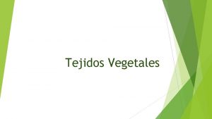 Tejidos Vegetales CLASIFICACIN DE TEJIDOS VEGETALES TEJIDO SUPERFICIAL