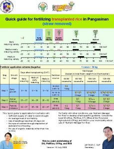 Quick guide for fertilizing transplanted rice in Pangasinan