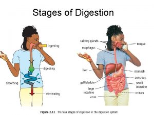 Stages of Digestion Four Stages of Digestion Ingesting