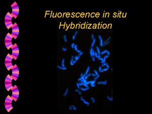 Fluorescence in situ Hybridization Fluorescence in situ Hybridization