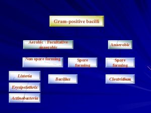 Grampositive bacilli Aerobic Facultative anaerobic Non spore forming