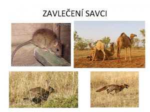 ZAVLEEN SAVCI KRLK TDA SAVCI PODTDA PLACENTLOV D