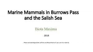 Marine Mammals in Burrows Pass and the Salish