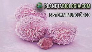 Sistema Imunolgico Sistema Imunolgico 1 Introduo o sistema