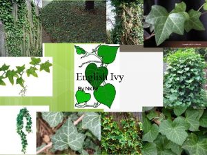 English Ivy By Nicky What is English Ivy