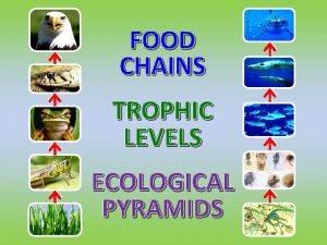FOOD CHAINS TROPHIC LEVELS ECOLOGICAL PYRAMIDS FOOD CHAINS