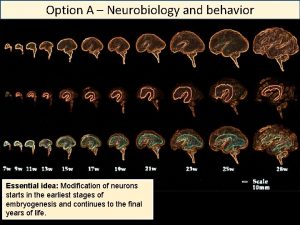 Option A Neurobiology and behavior Essential idea Modification