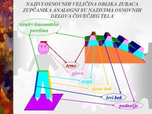 NAZIVI OSNOVNIH VELIINA OBLIKA ZUBACA ZUPANIKA ANALOGNI SU